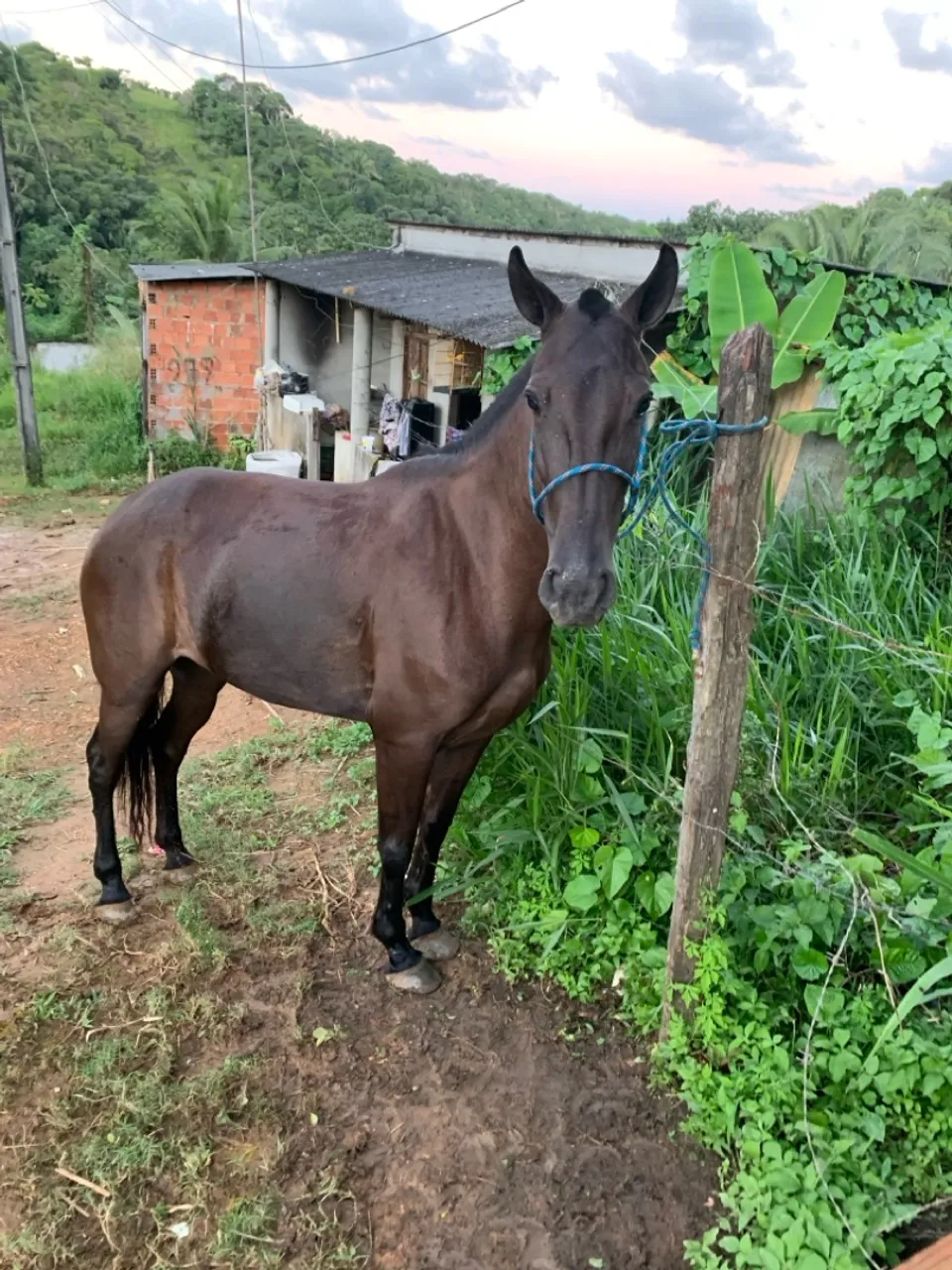 Cavalo para venda
