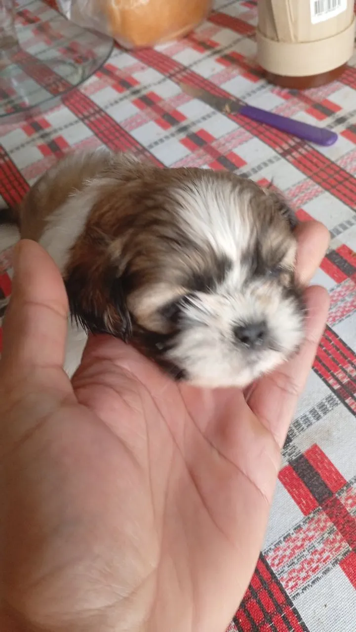 Filhote Shih Tzu fêmea mini