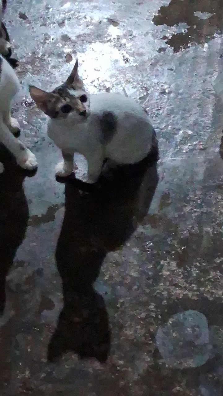 Gatinha linda e dócil para adoção