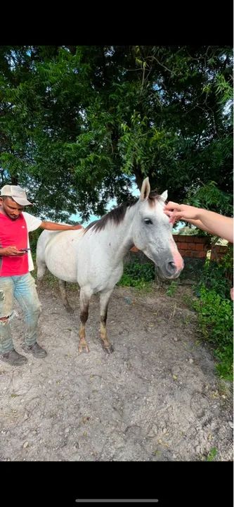 Égua Quarto de Milha / Domada  - Foto 3