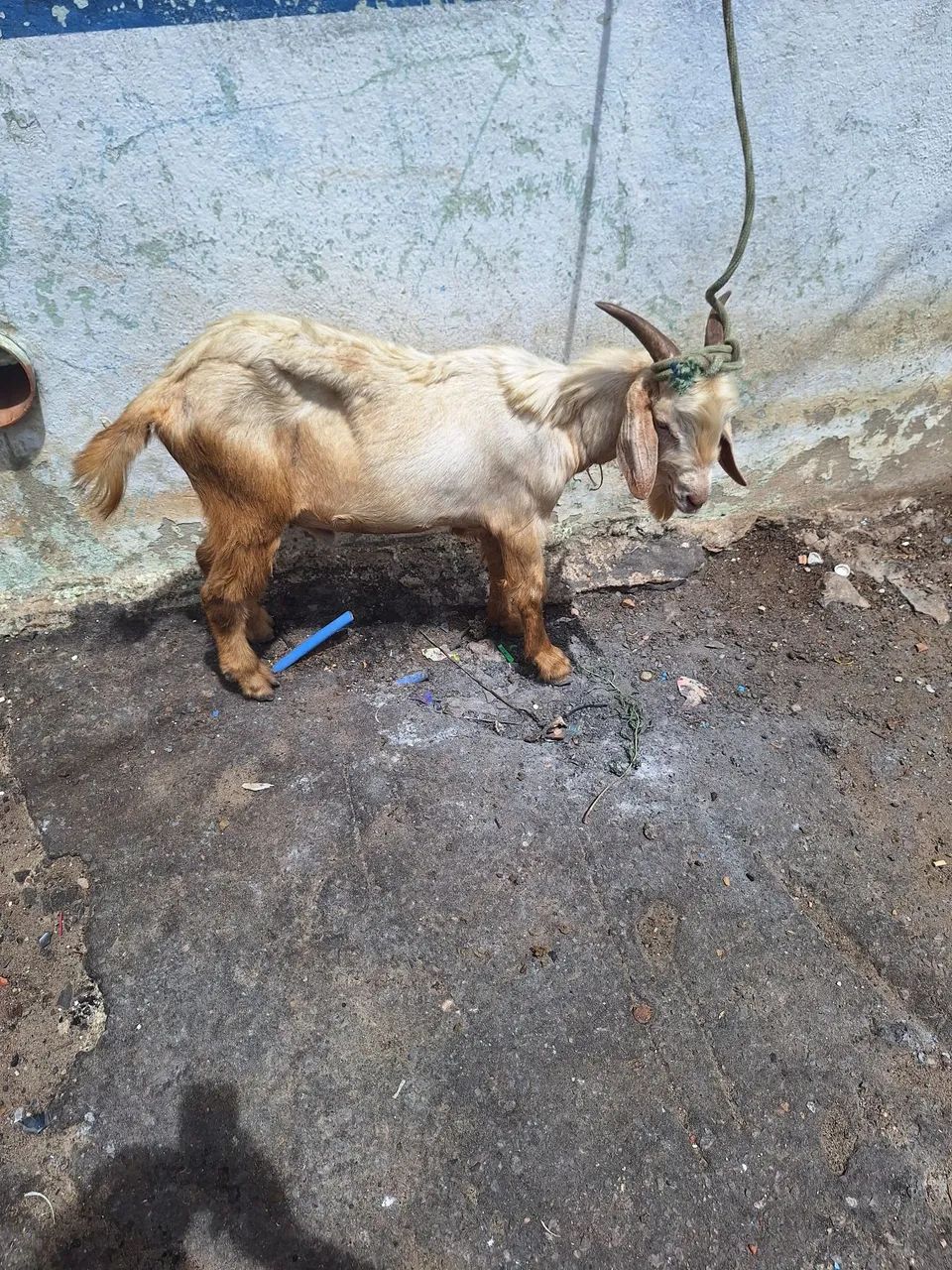 Bode e cabra - Foto 2