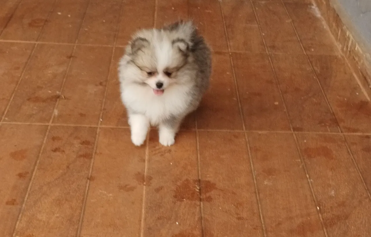 Filhote de Lulu da Pomerânia