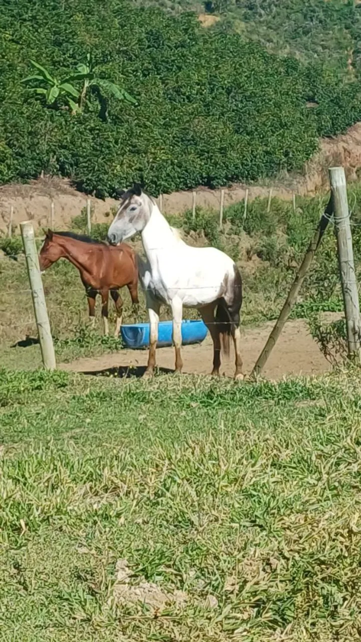 Potra