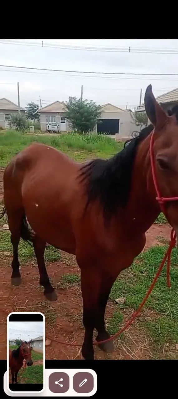 Égua grávida ela tem 5 anos 