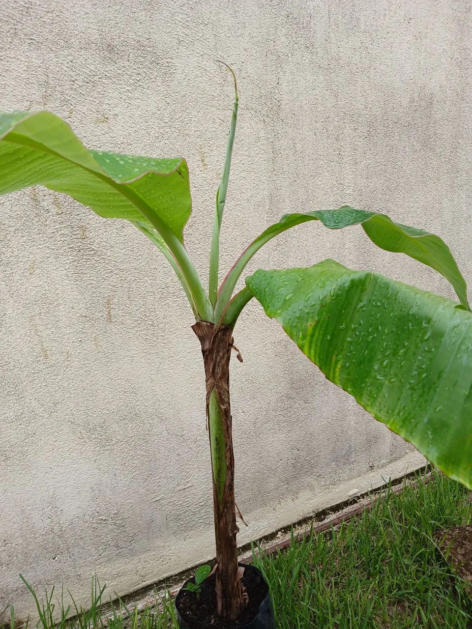 Mudas de frutíferas enxertadas- Qualidade 100% orgânicas  - Foto 2
