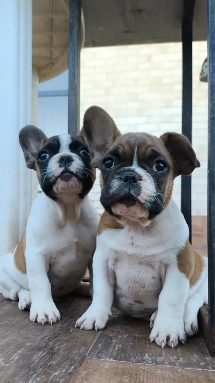 Filhote de Bulldog Francês