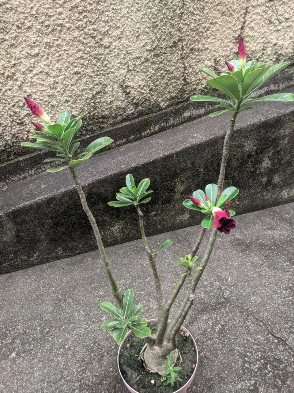 Rosa do deserto vermelha  - Foto 3