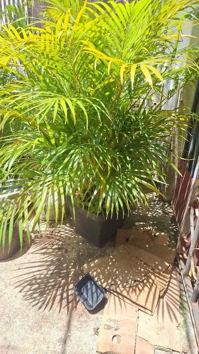 Palmeira Areca - Planta de Interior - Foto 2