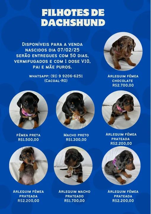 Filhotes de Dachshund puros - Lindos e saudáveis!