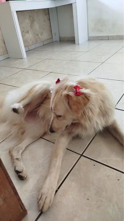 Doação mestiça de Golden!