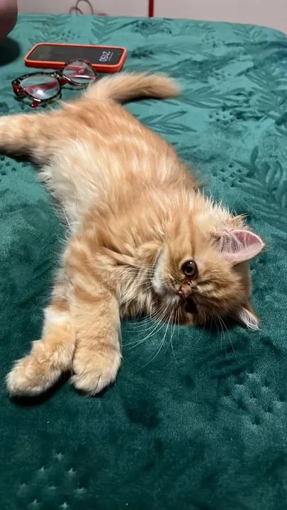 Gatinho persa com Pedigre - Foto 5