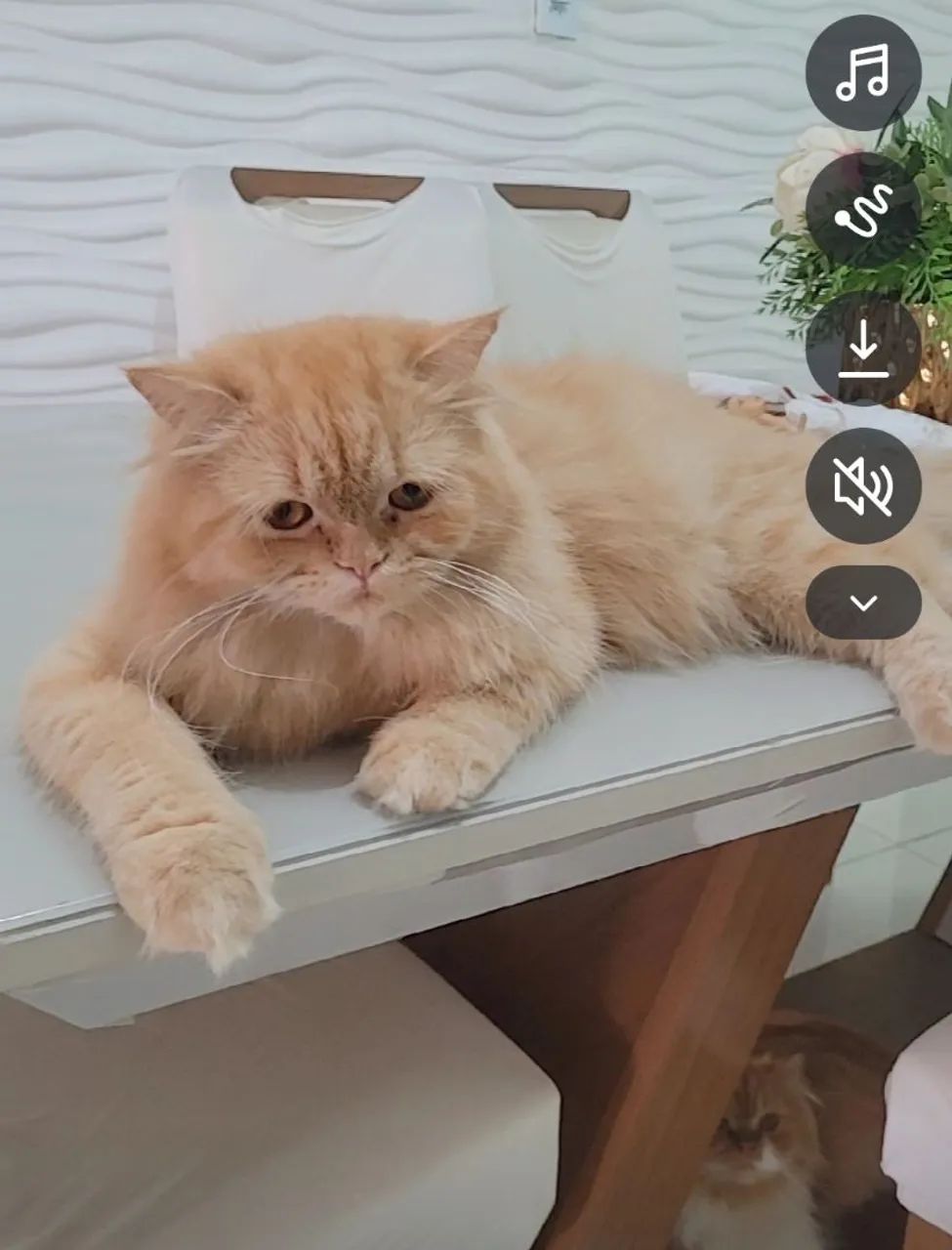 Gatinha persa - Foto 6