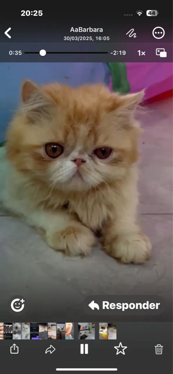 Linda filhote persa!! - Foto 3