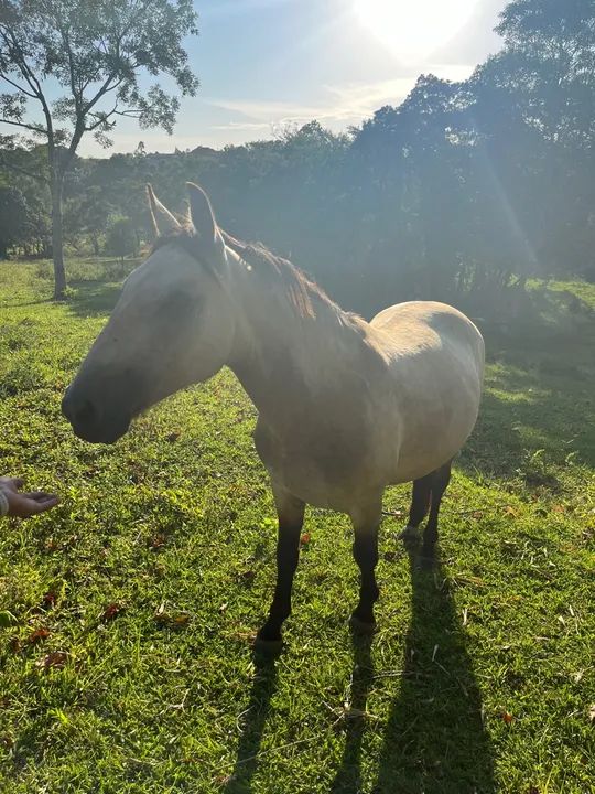 Cavalo crioulo  - Foto 3