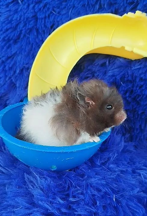 Hámster angorá ursinho (ZAP na descrição do anúncio 