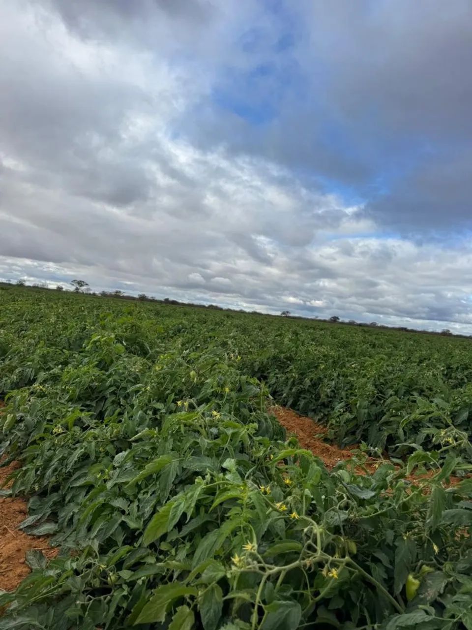 Fazenda em Varzea Nova - Foto 4