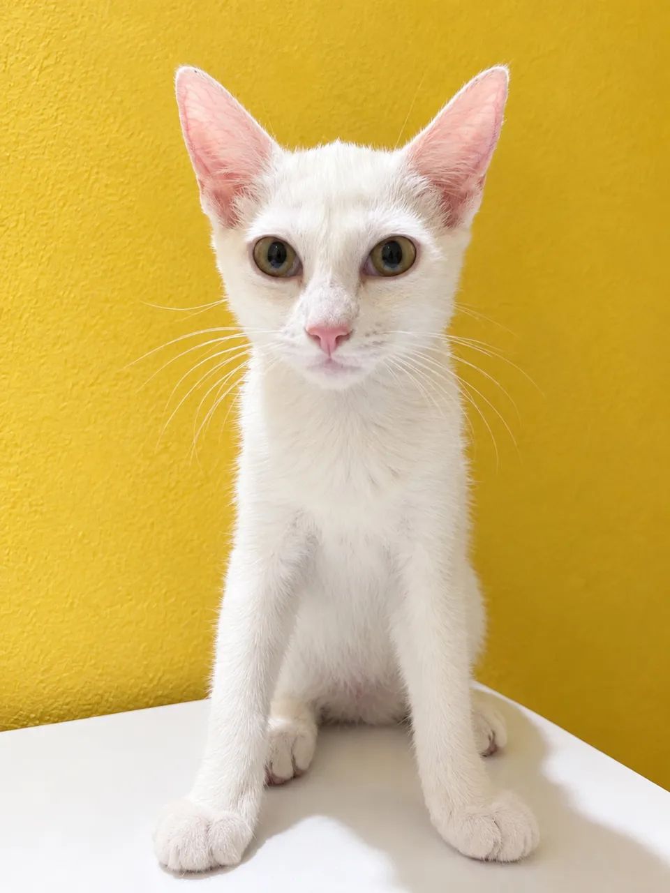 Doação de Gatinhas  - Foto 2