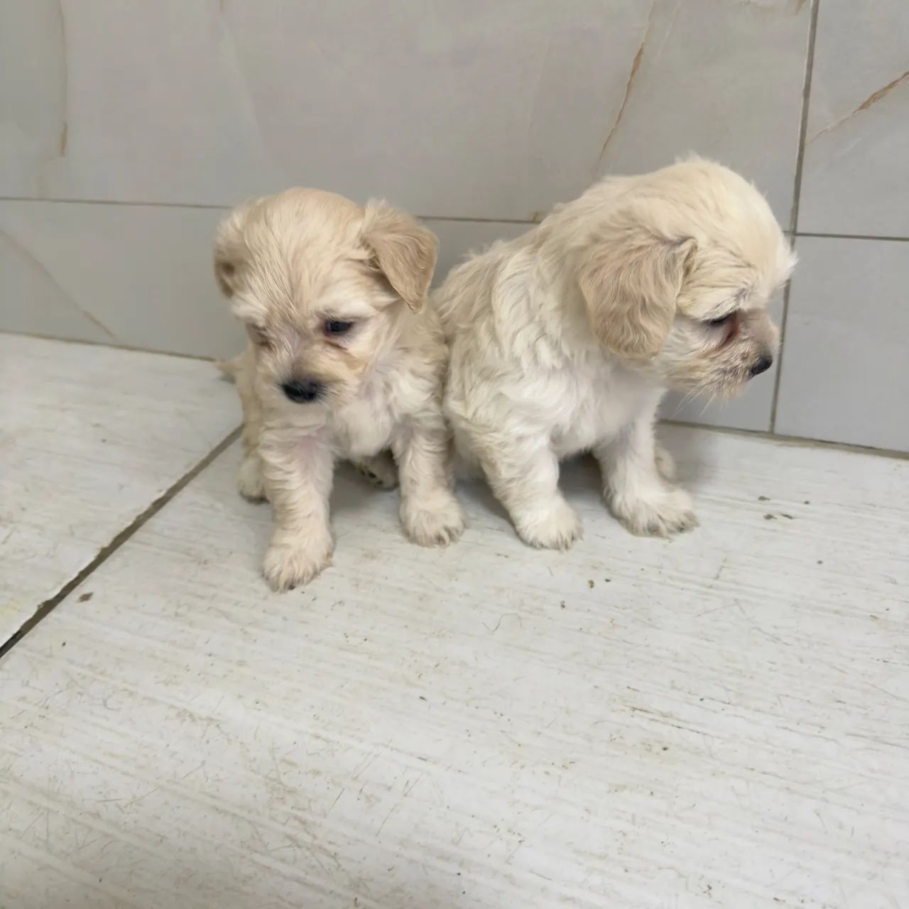 Filhotes de poodle