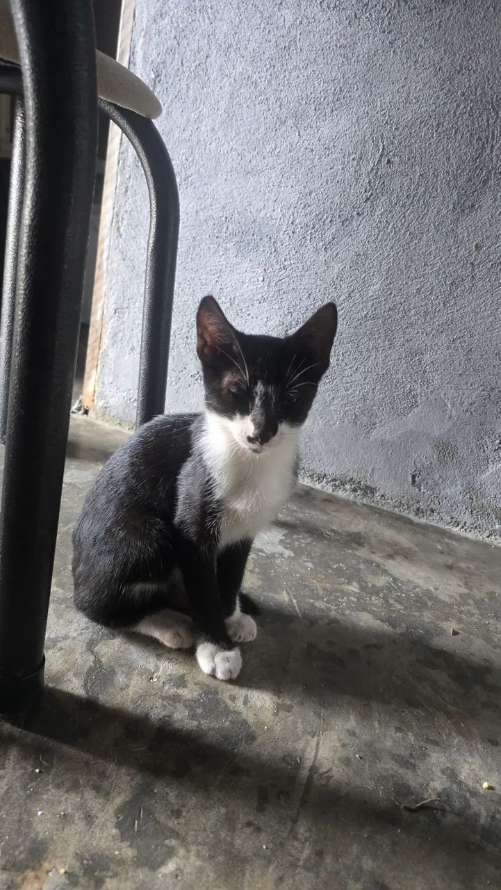 Doação de gatinhos - Foto 2