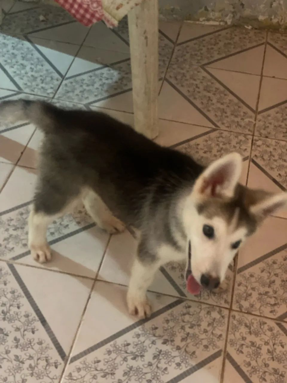 Husky siberiano  - Foto 2