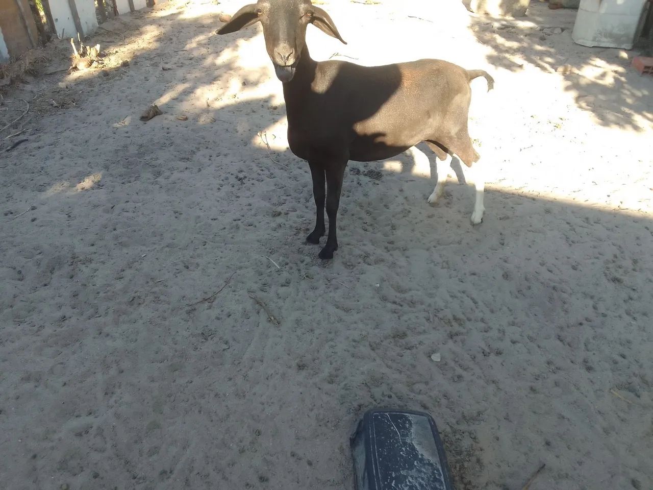 Ovelha - Foto 2