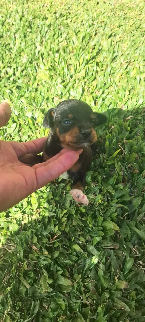 Filhotes de pinscher zero  - Foto 4