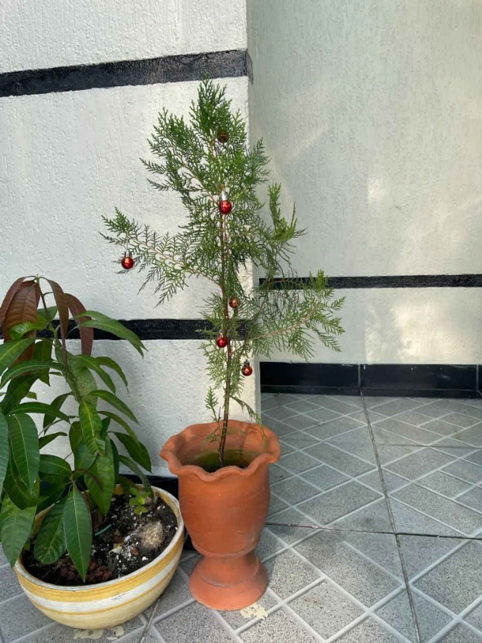 Pinheiros de Natal