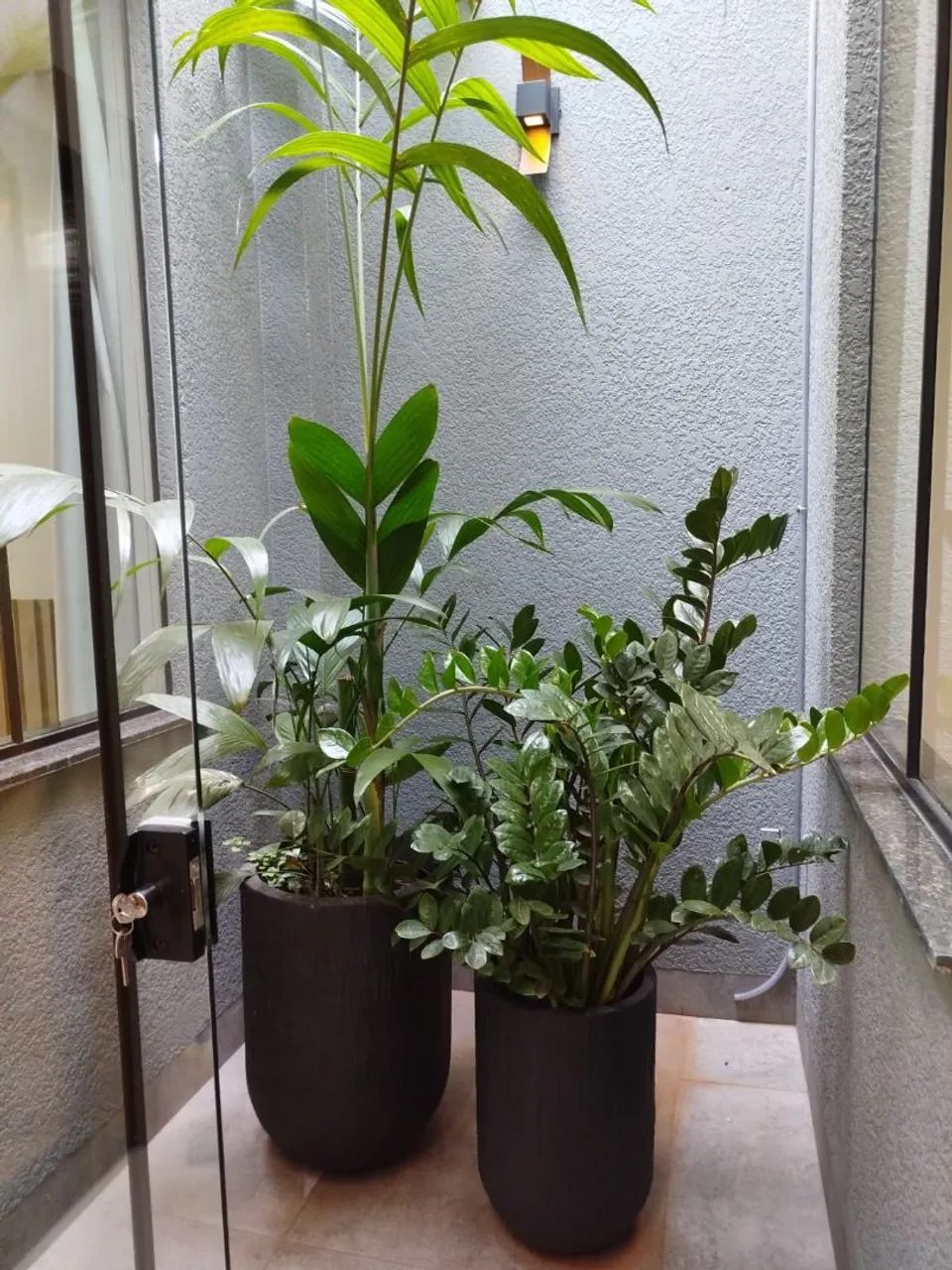 Vaso de Plantas