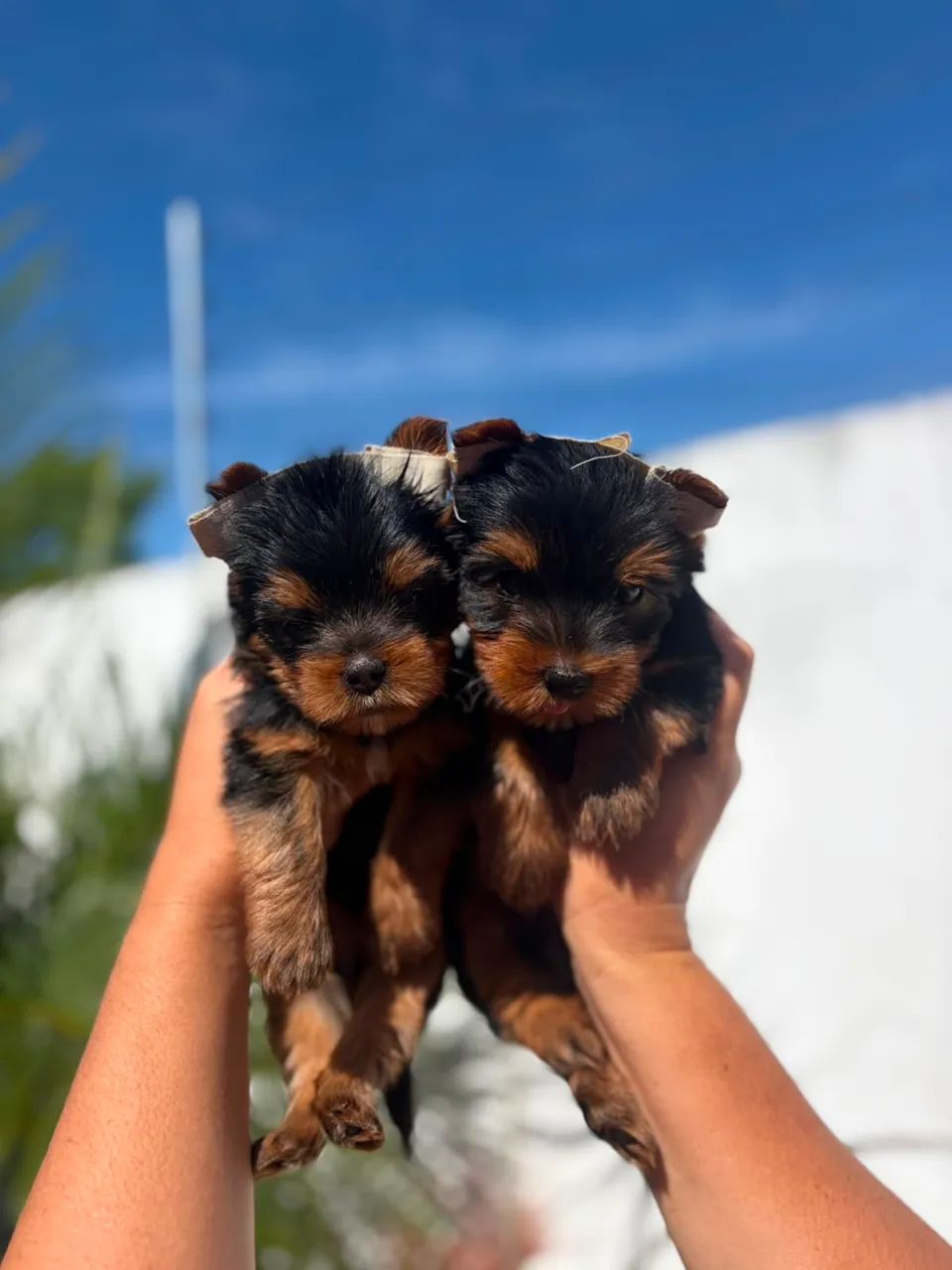 Yorkshire terrier MACHO - Foto 2