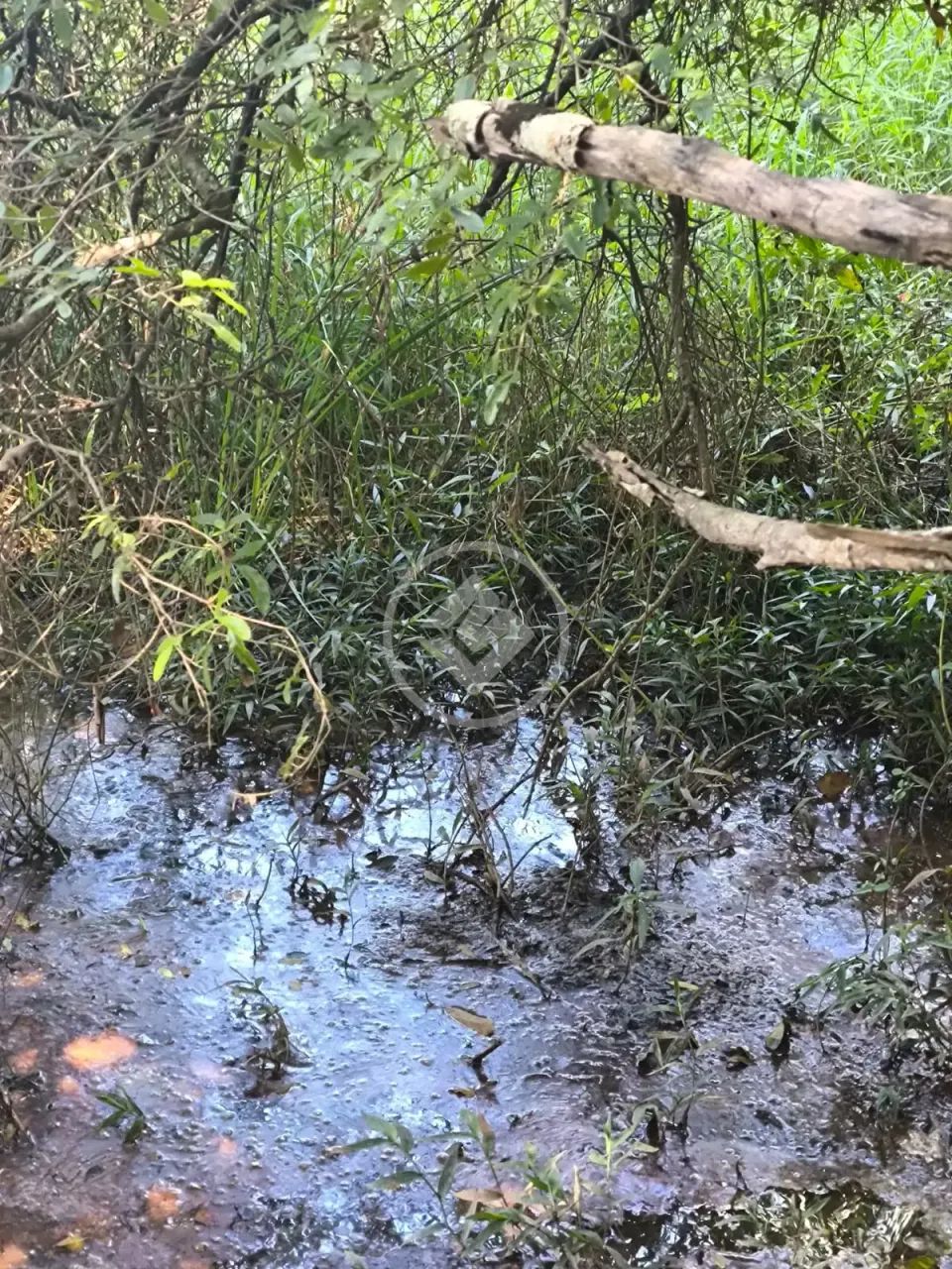 Oportunidade Ágio de Chácara No Povoado Do Rochedo codigo: 334164 - Foto 3
