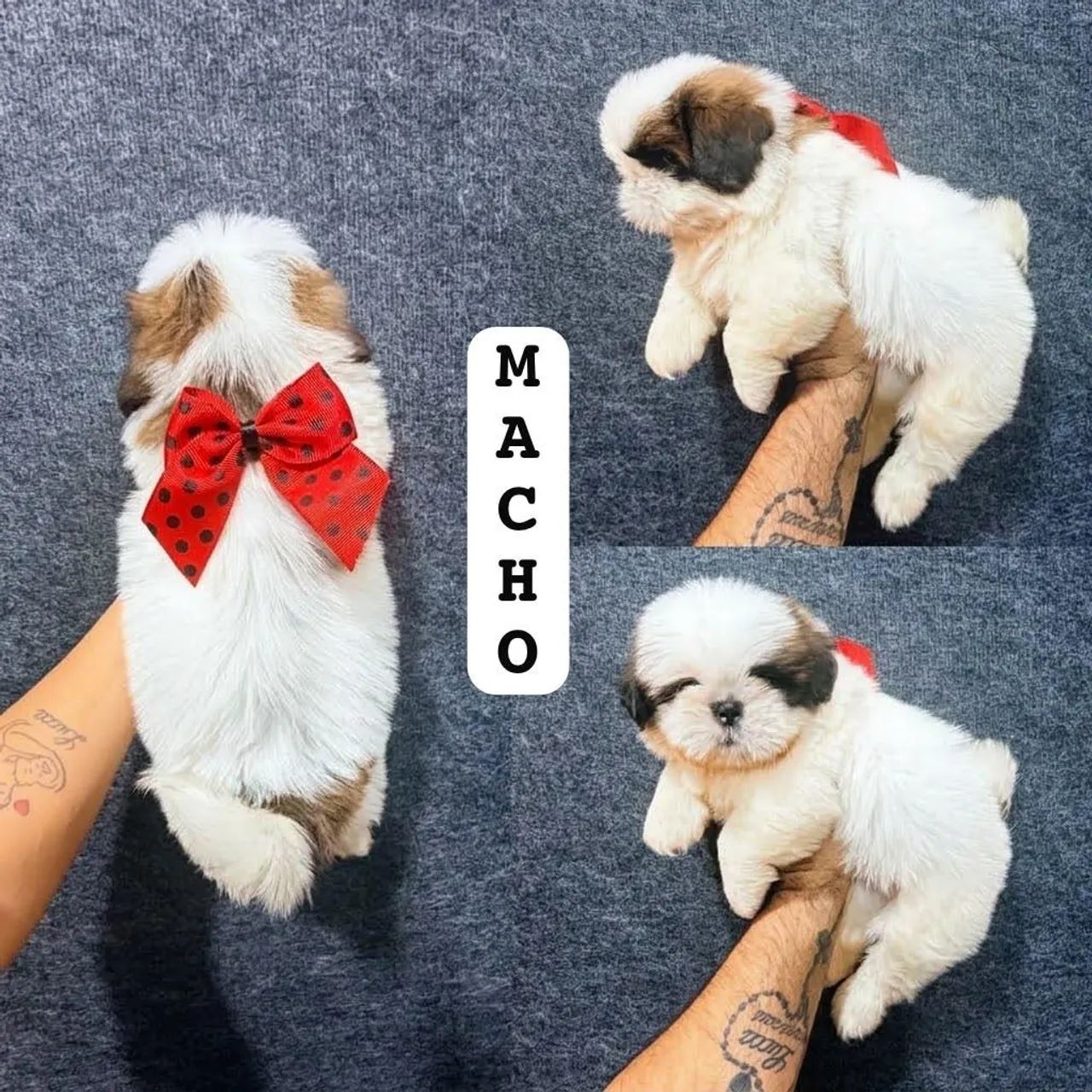 Shitzu macho  - Foto 3
