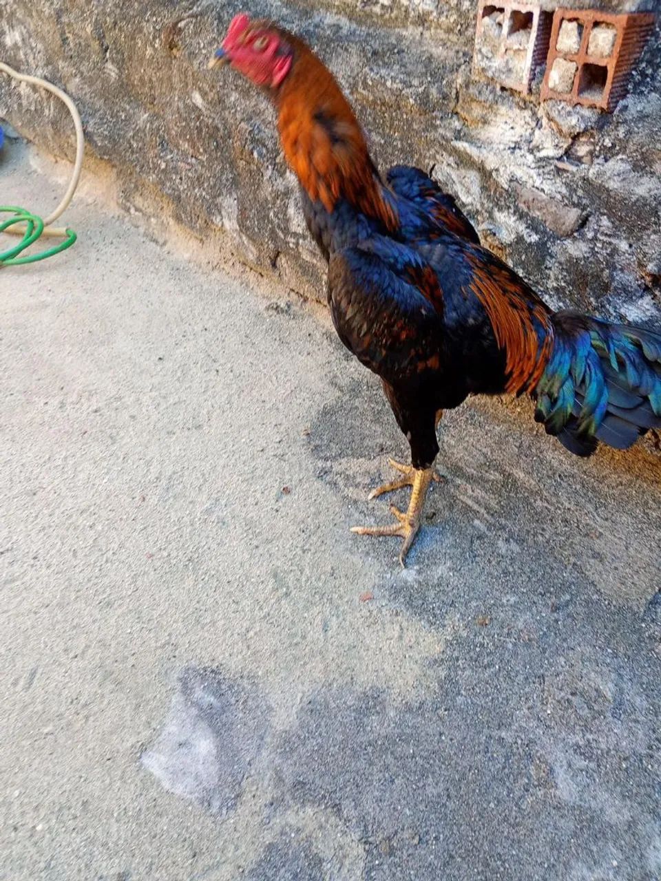 Frango de raça 