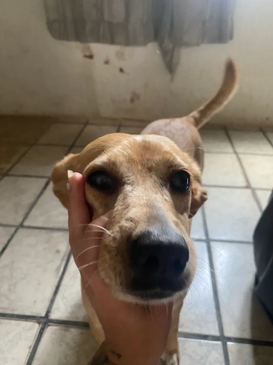 Adoção  - Foto 3