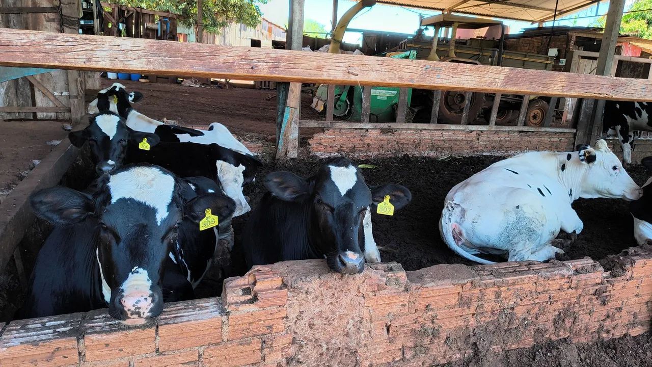 Vacas de leite e novilhas  - Foto 4