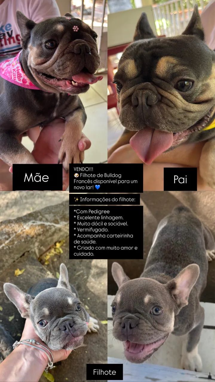 Bulldog Francês 