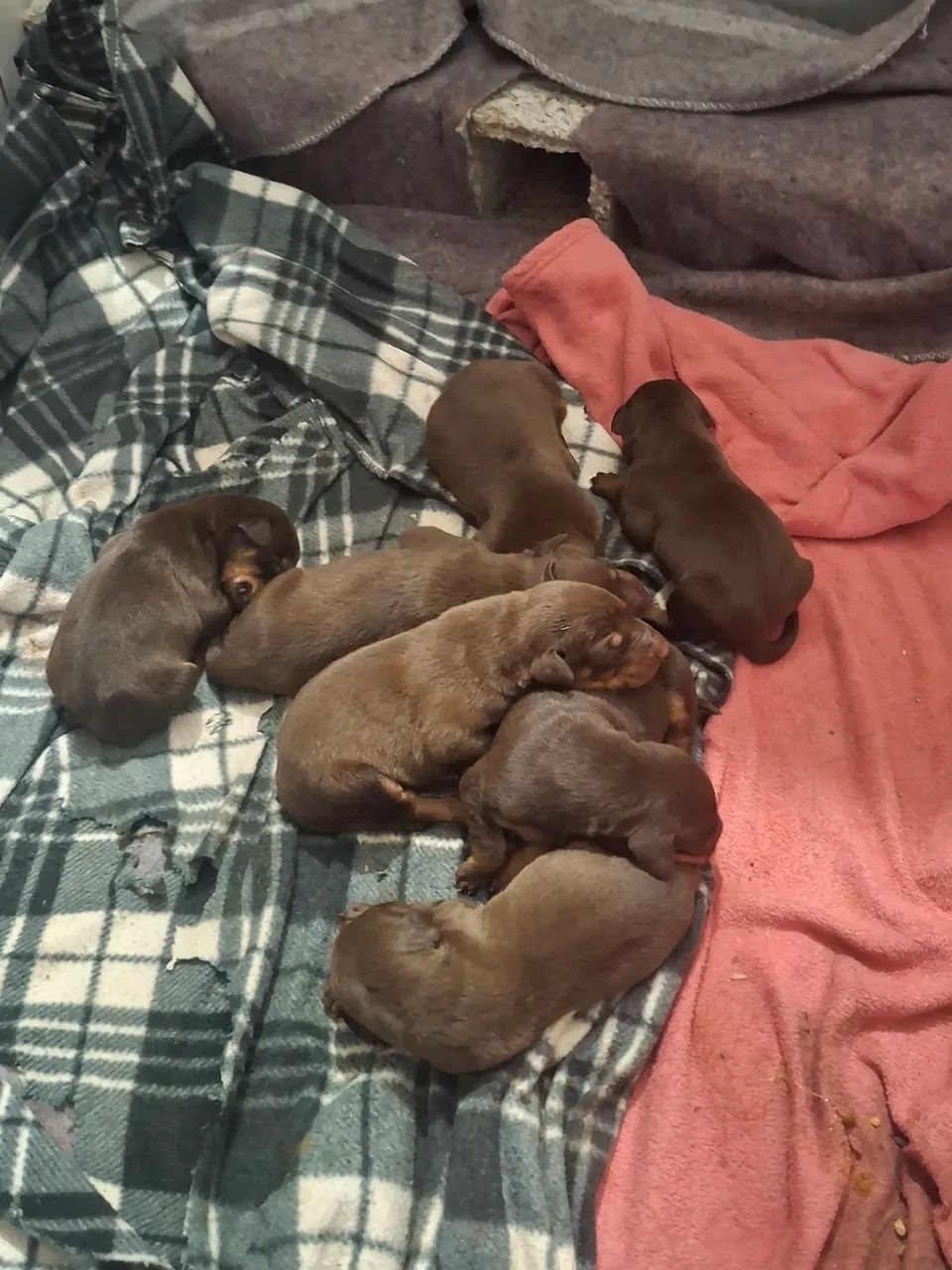 Doberman macho