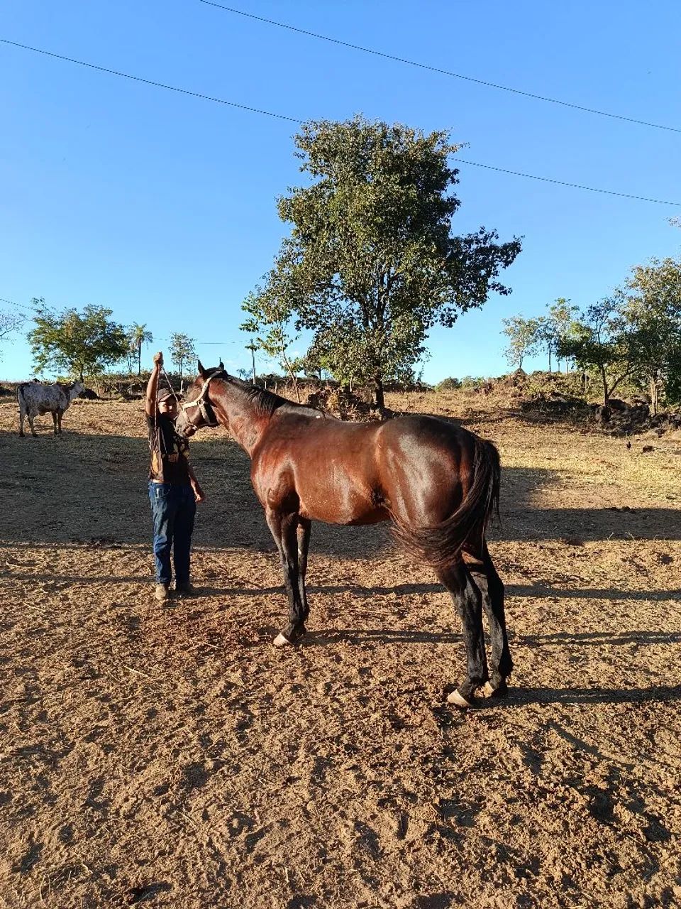 vendo lindo garanhão  - Foto 5