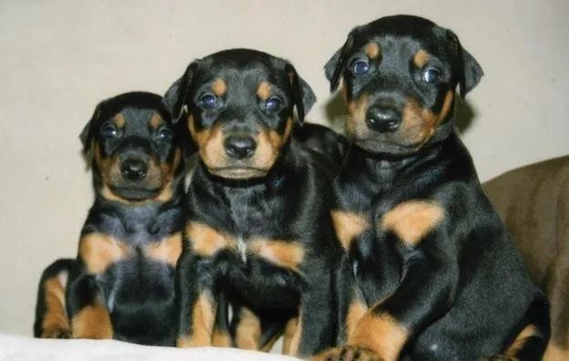 DOBERMAN X ROTTWEILER  - Foto 2