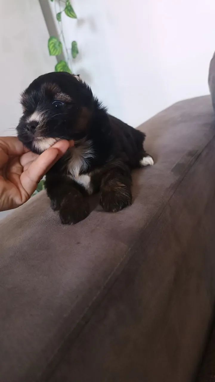 Bebê de 4 pata - Foto 2
