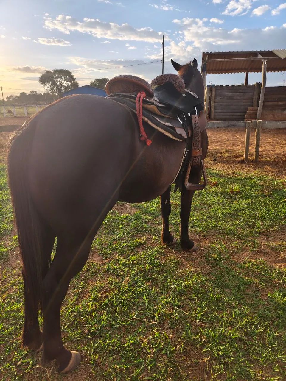 Cavalo Quarto de Milha Castrado  - Foto 2