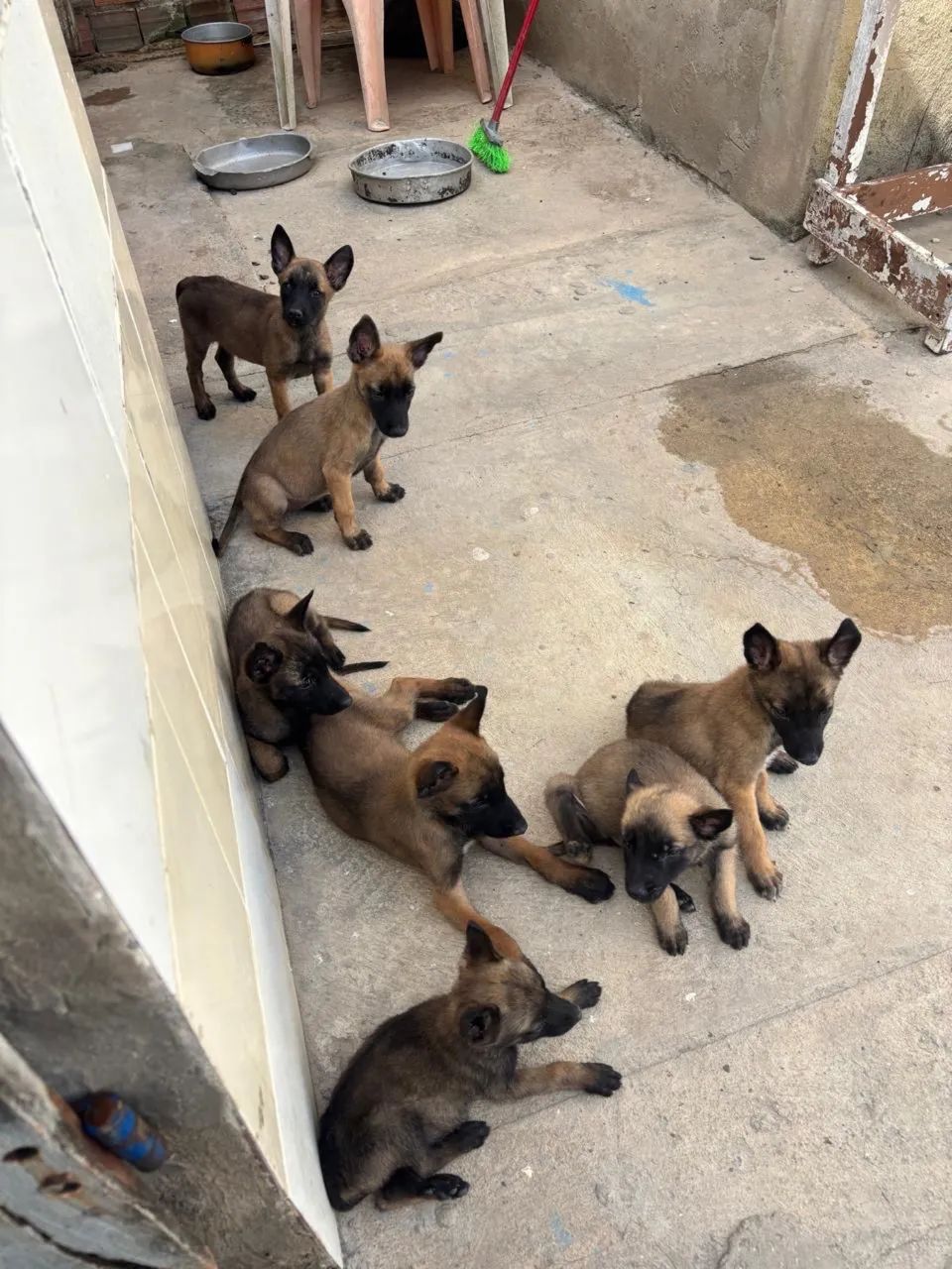 Vendo pastor malinois  - Foto 2