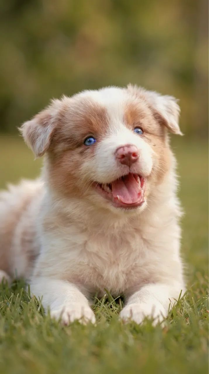 Border Collie Fêmeas CBKC | Red Merle e Chocolate | Linhagem Internacional