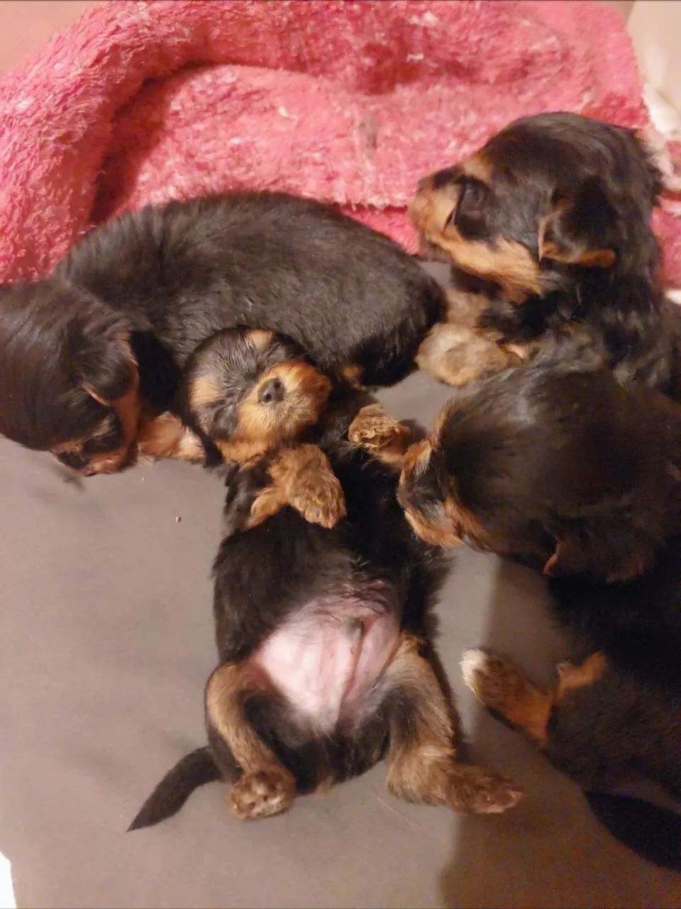 Yorkshire terrier - Foto 3