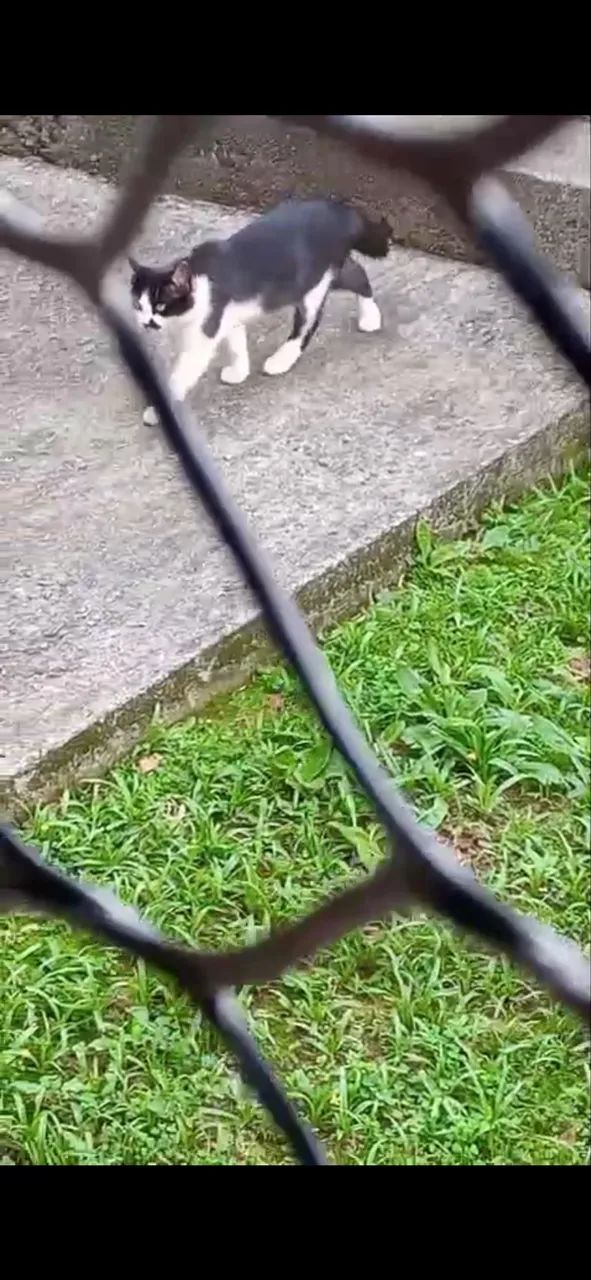 Adoção Responsável - Gatinha - Foto 2