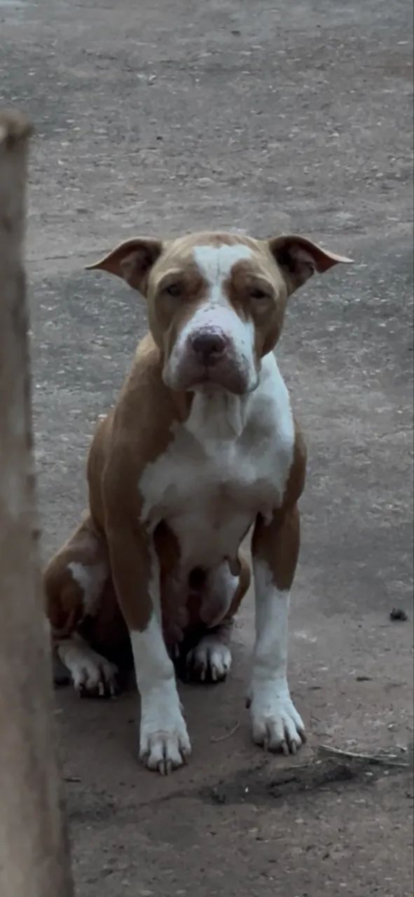 Doa-se pit bull - Foto 3
