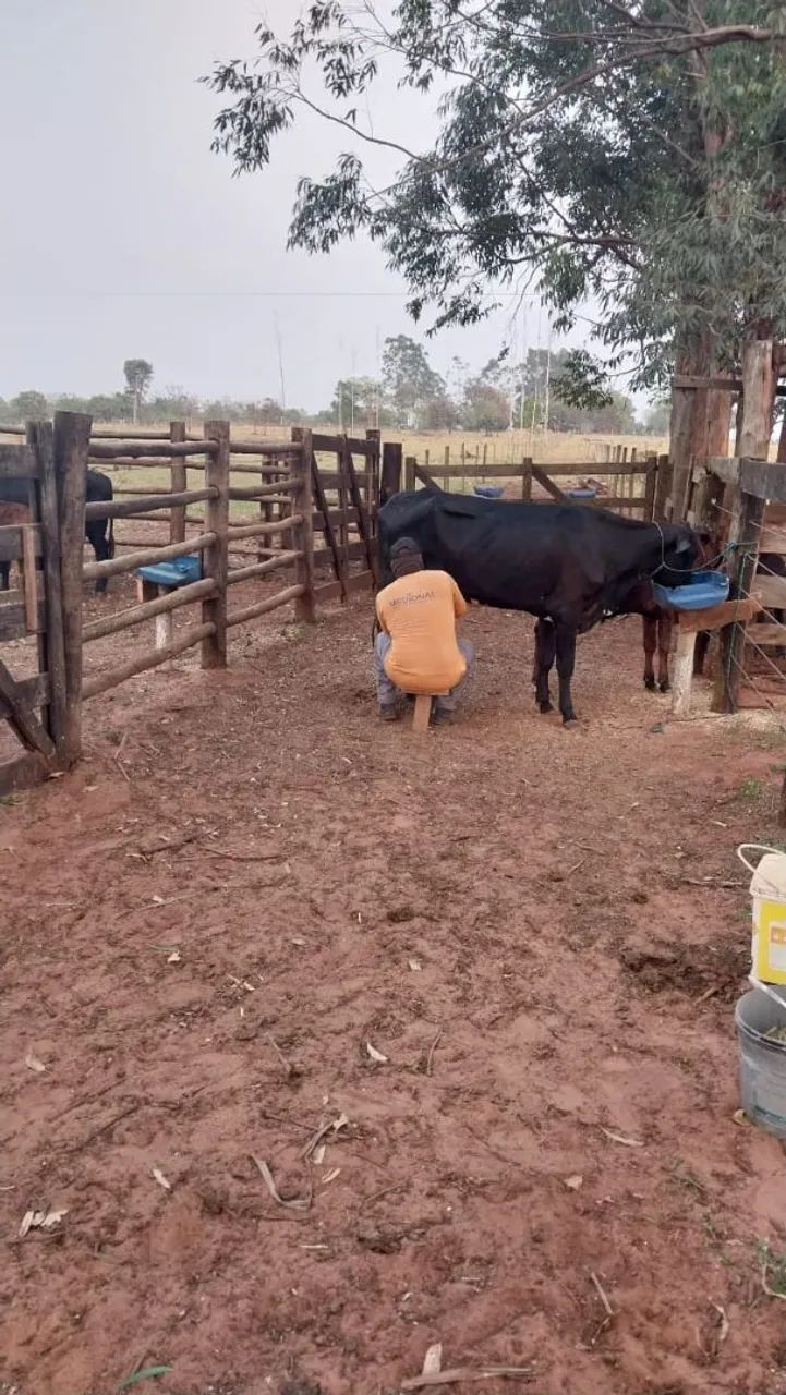 Vende-se Chácara no Capão seco próximo a anhandui  - Foto 3