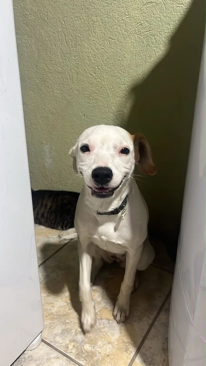 DOAÇÃO RESPONSÁVEL - AMORA ?