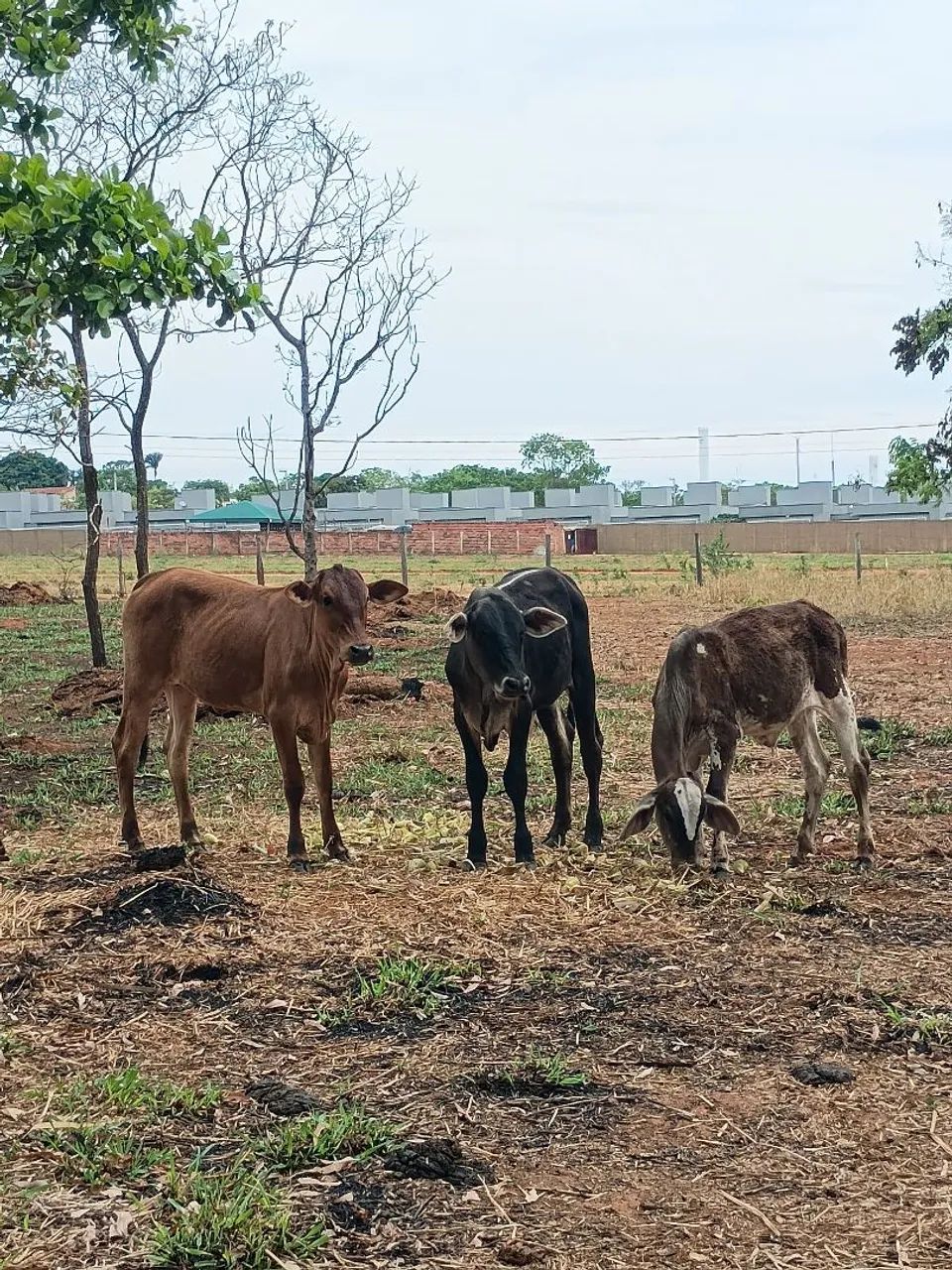 Bezerros e Bezerra 
