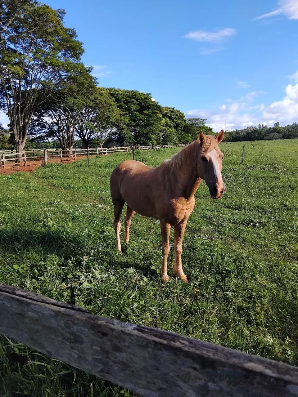 Vendo esse cavalo muito manço  - Foto 3