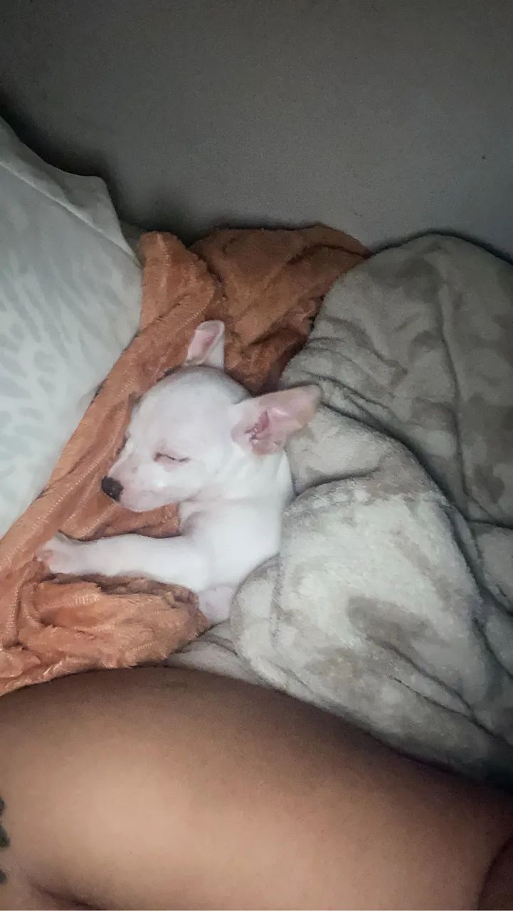 Pinscher 01 branco ele é raro - Foto 2